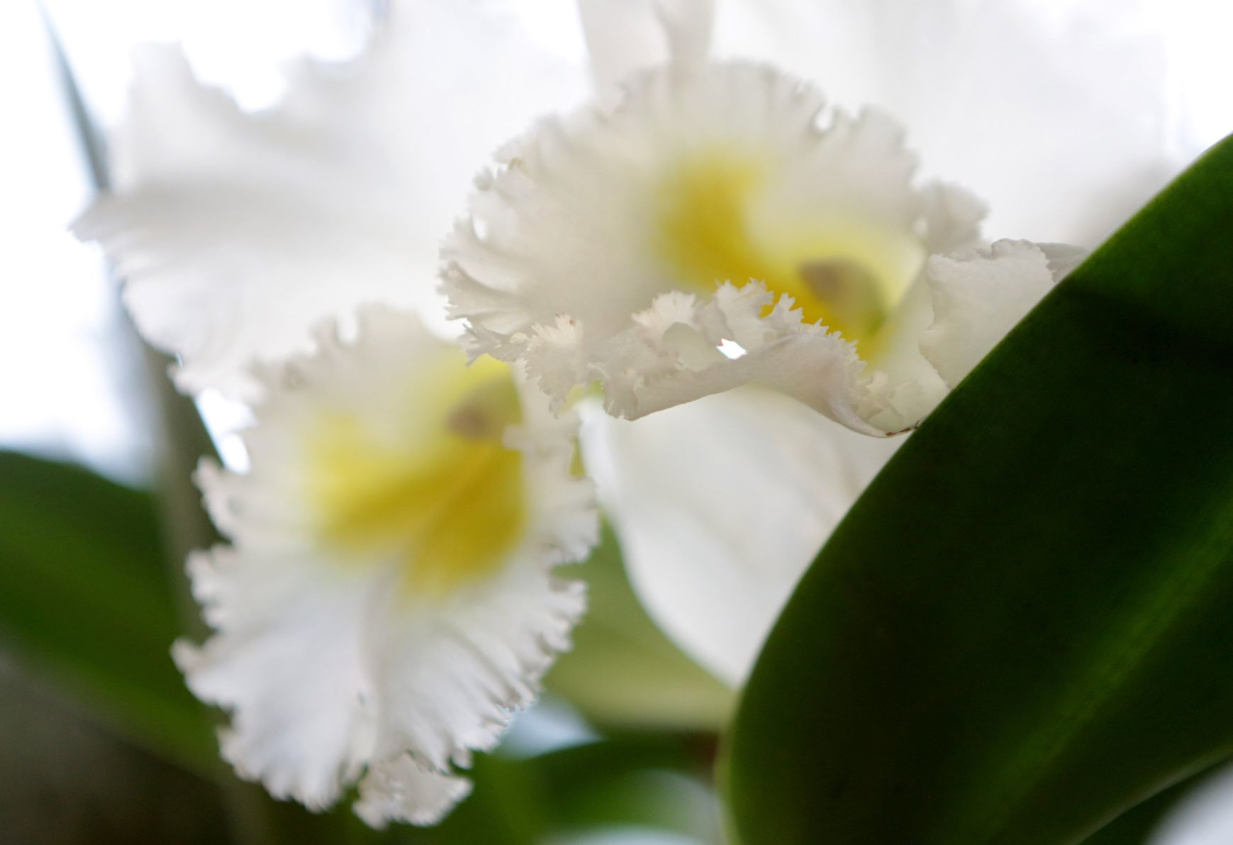 Orchid Show opens at Missouri Botanical Garden